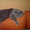 Шотландский вислоухий кот приглашает кошечек на вязку - Изображение #1, Объявление #343204