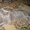 Шотландский вислоухий кот приглашает кошечек на вязку - Изображение #3, Объявление #343204