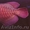 Великолепный Идеальный аквариум Chili красный arowana для продажи - Изображение #2, Объявление #495060