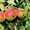 Саженцы   весна - 2017 плодовых ,декоративных , хвойных зкс !!! - Изображение #6, Объявление #453999