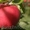 Саженцы   весна - 2017 плодовых ,декоративных , хвойных зкс !!! - Изображение #7, Объявление #453999