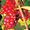 Саженцы   весна - 2017 плодовых ,декоративных , хвойных зкс !!! - Изображение #8, Объявление #453999
