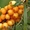Саженцы   весна - 2017 плодовых ,декоративных , хвойных зкс !!! - Изображение #9, Объявление #453999