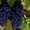 Саженцы   весна - 2017 плодовых ,декоративных , хвойных зкс !!! - Изображение #2, Объявление #453999