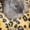 декоративный кролик Боня - Изображение #1, Объявление #544563