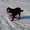 щенок ирландского красного сеттера,будующий охотник - Изображение #3, Объявление #625651