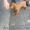 щенок ирландского красного сеттера, будующий охотник #625651