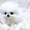 Симпатичные Поморского щенков для свободного принятия - Изображение #1, Объявление #785419