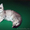 продаются плюшевые вислоухие котята - Изображение #3, Объявление #895829
