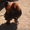 продам цыплят брама 3-4-5 месяцев - Изображение #5, Объявление #902824
