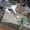 Три котенка ищут хозяев - Изображение #7, Объявление #963171