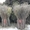Продам веники (метла) чилижные оптом (чилига) - Изображение #3, Объявление #1035335