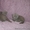 Котята шотландские вислоухие плюшевые - Изображение #3, Объявление #1128143