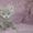 Котята шотландские вислоухие плюшевые - Изображение #1, Объявление #1128143