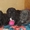Продаются щенки Неаполитанского Мастифа (п.Пригородный) - Изображение #5, Объявление #1502619