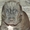 Продаются щенки Неаполитанского Мастифа (п.Пригородный) - Изображение #7, Объявление #1502619