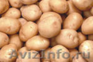 Картофель оптом от 20 тн - Изображение #1, Объявление #78101
