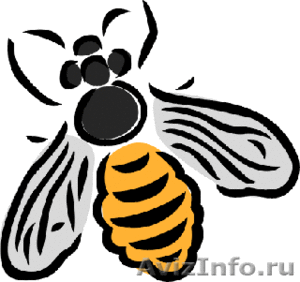 Продам пчелопакеты «Карпатка» в Украине - Изображение #1, Объявление #148893