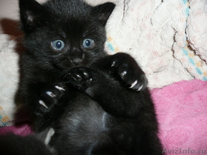 отдам черного котенка - Изображение #1, Объявление #220202