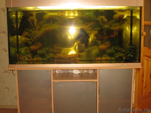 Срочно продам аквариум вместе с рыбами и аксесуарами!!! - Изображение #1, Объявление #328478