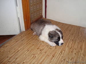Продам щенка кавказской овчарки (девочка) - Изображение #1, Объявление #494161