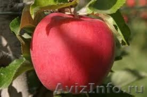 Саженцы   весна - 2017 плодовых ,декоративных , хвойных зкс !!! - Изображение #7, Объявление #453999