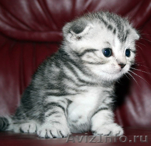 Шотладнский вислоухий котенок - Изображение #1, Объявление #503735