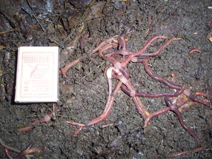 маточное поголовье калифорнийских червей - Изображение #2, Объявление #511613