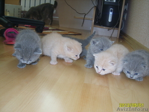Голубые и кремовые шотландские котята - Изображение #1, Объявление #644112