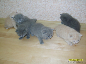 Голубые и кремовые шотландские котята - Изображение #3, Объявление #644112
