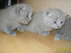Голубые и кремовые шотландские котята - Изображение #2, Объявление #644112
