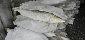 Рыба Муксун морской (1.3-2 кг.) свежемороженная оптом от 10 тн. - Изображение #1, Объявление #853199
