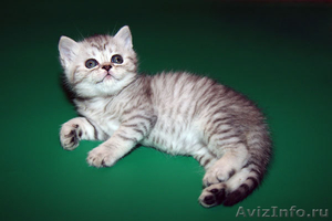 продаются плюшевые вислоухие котята - Изображение #3, Объявление #895829