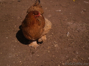 продам цыплят брама 3-4-5 месяцев - Изображение #6, Объявление #902824