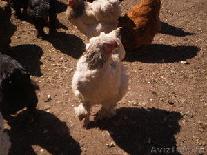 продам цыплят брама 3-4-5 месяцев - Изображение #4, Объявление #902824