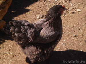 продам цыплят брама 3-4-5 месяцев - Изображение #1, Объявление #902824