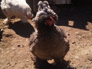 продам цыплят брама 3-4-5 месяцев - Изображение #3, Объявление #902824