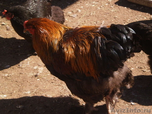 продам цыплят брама 3-4-5 месяцев - Изображение #2, Объявление #902824