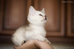 Красивый котенок в дар - Изображение #1, Объявление #945175