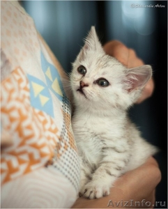 Красивый котенок в дар - Изображение #4, Объявление #945175