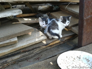 Три котенка ищут хозяев - Изображение #1, Объявление #963171