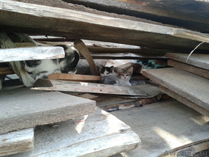 Три котенка ищут хозяев - Изображение #4, Объявление #963171