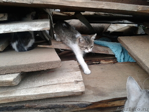 Три котенка ищут хозяев - Изображение #8, Объявление #963171