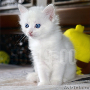 Кошечка с голубыми глазами - Изображение #1, Объявление #1137824