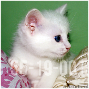 Котик с голубыми глазами  - Изображение #1, Объявление #1137883