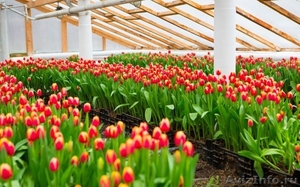 Цветовод в тепличный комплекс с тюльпанами - Изображение #1, Объявление #1597866